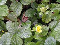 Fraisier des Indes, Duchesnea indica (fam Rosacees) (Asie tropicale) (3) (Photo F. Mrugala)